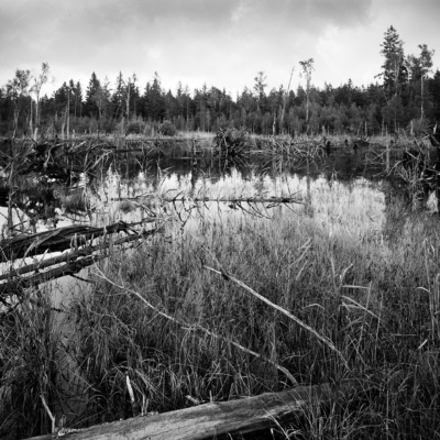 <strong>'DEAD TREE LAKE'</strong>  <br>Bavaria, Germany. 2017. // #1706745