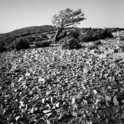 'WIND SHAPED TREE' Cres Island, Croatia. 2017. // #1707045
