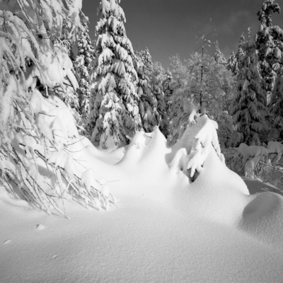 <strong>'SNOWY TREES'</strong> <br>Tirol, Austria. 2023. // #23015120-08