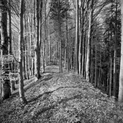 'BEECH SIDE' // Lower Austria, Austria. 2025 // #25028810