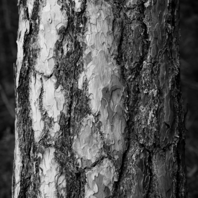 'PINE TRUNK II' // Tirol, Austria. 2025 // #25035810