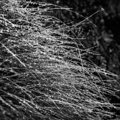 'TUSSOCK' // Engadin, Switzerland. 2025 // #25070810